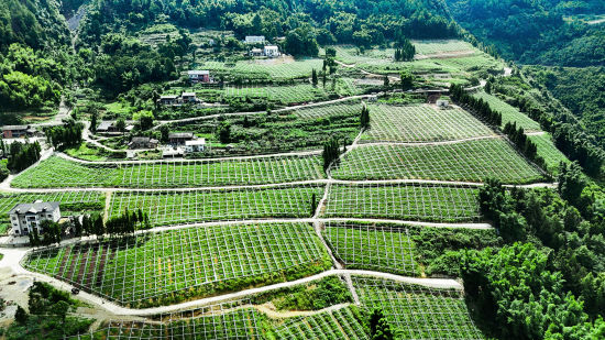 图为俯瞰示范园。张经鑫 摄