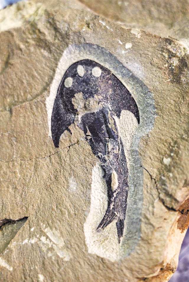 重庆生物群揭秘“从鱼到人”关键一跃 填补三千万年演化空白
