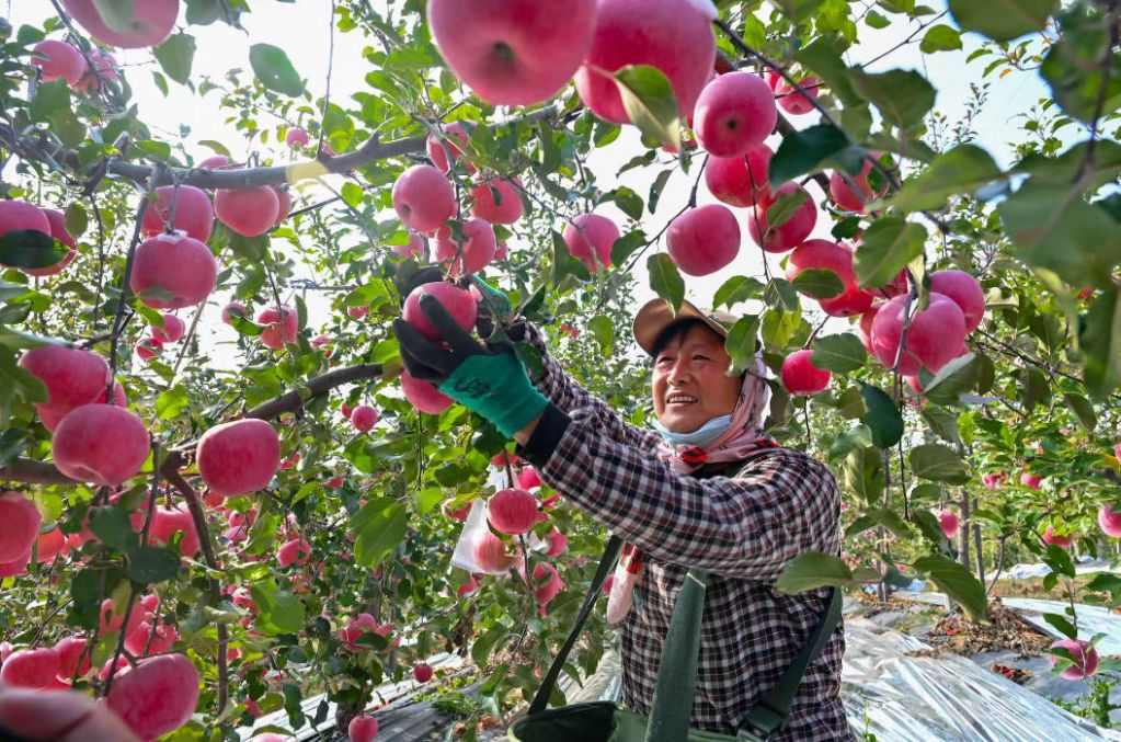 鲁渝协作拓销路山东栖霞优质苹果来渝专场推介