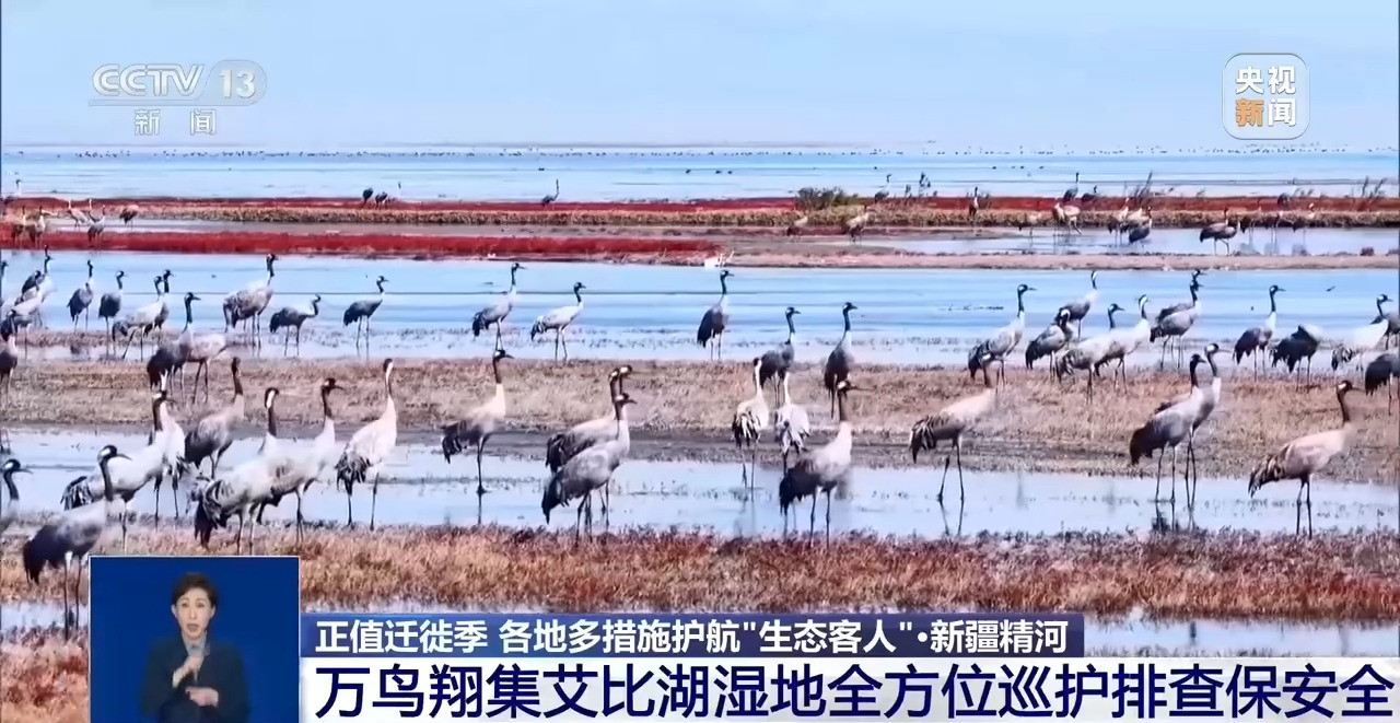 候鸟南迁进入高峰 各地用AI监测、环志“飞行护照”守护迁徙通