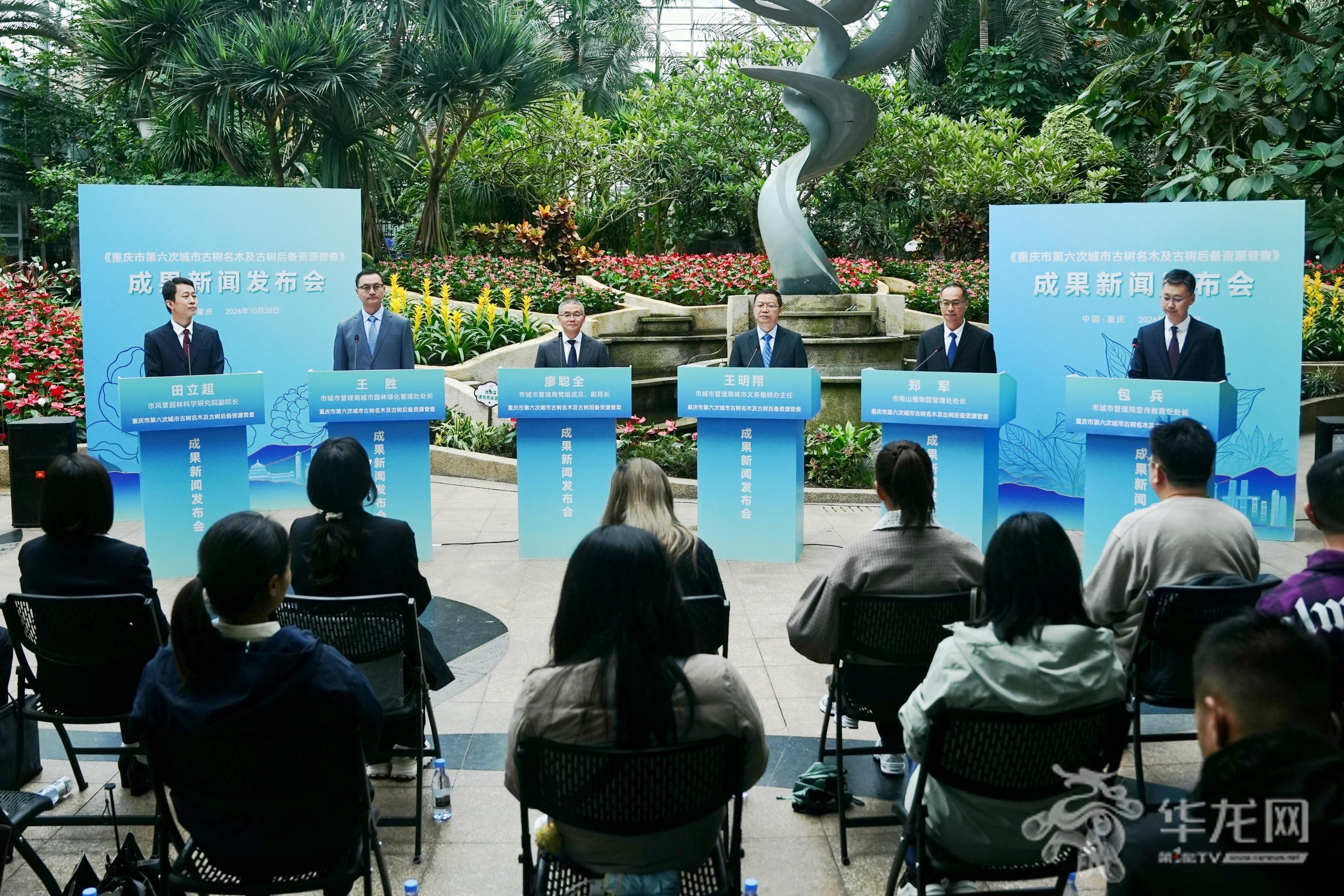 重庆摸清城市古树名木家底 共3612株黄葛树占比逾六成