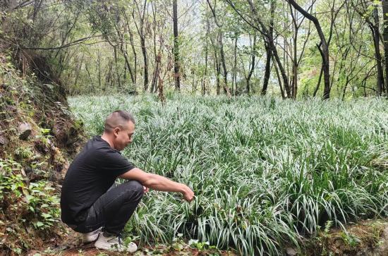 巫溪大河乡招募17名秦巴药哨巡山 药农前哨覆盖地灾隐患排查盲